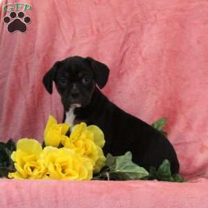 Jack-O-Lantern, Boston Terrier Mix Puppy